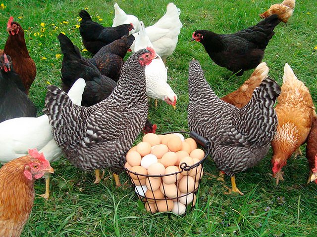 Содержание кур и уход за ними | ЗооТом - продажа, вязка и услуги для животных в Пыталово