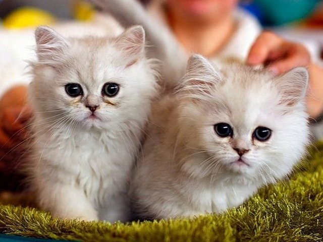 Породы кошек в Пыталово | ЗооТом портал о животных