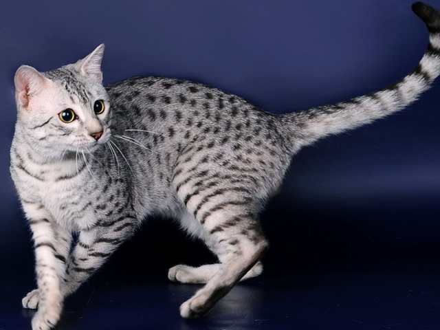 Породы кошек в Пыталово | ЗооТом портал о животных