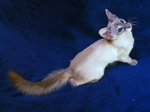 Выведенные породы кошек в Пыталово | ЗооТом портал о животных