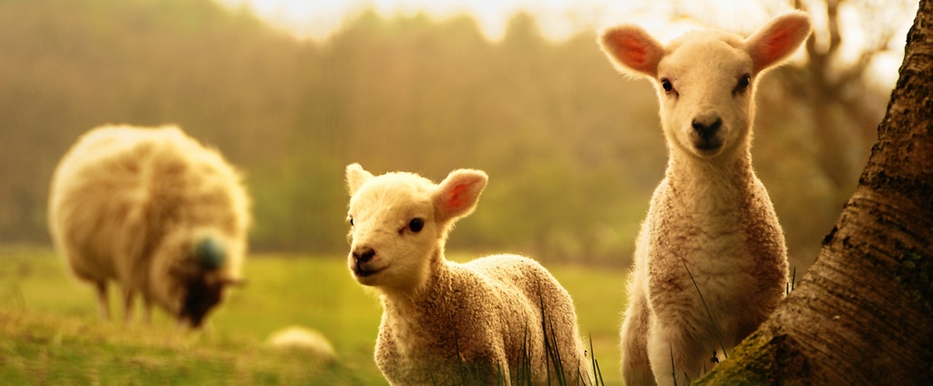 Объявления о сельскохозяйственных животных | ЗооТом - продажа, вязка и услуги для животных в Пыталово