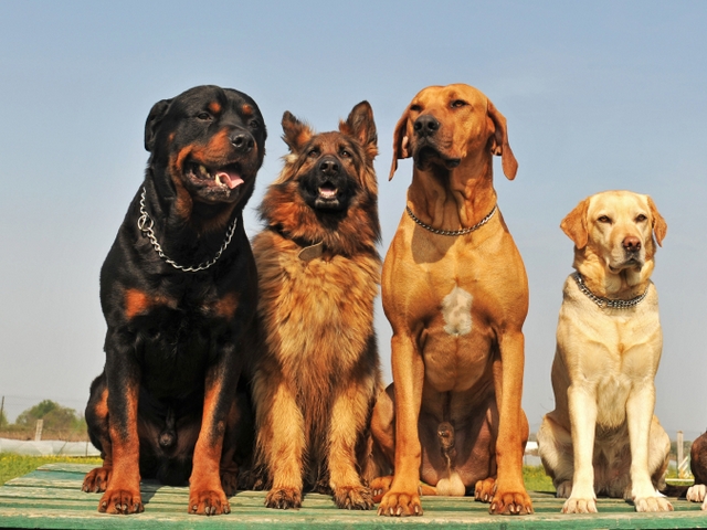 Крупные породы собак в Пыталово | ЗооТом портал о животных